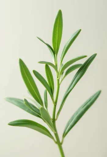 Αποξηραμένο εστραγκόν και σκόνη εστραγκόν σε επιφάνεια κουζίνας